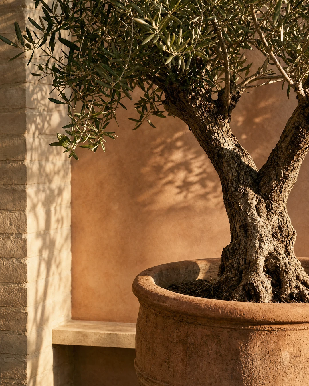 Mature olive tree in a terracotta pot against lime-washed brick